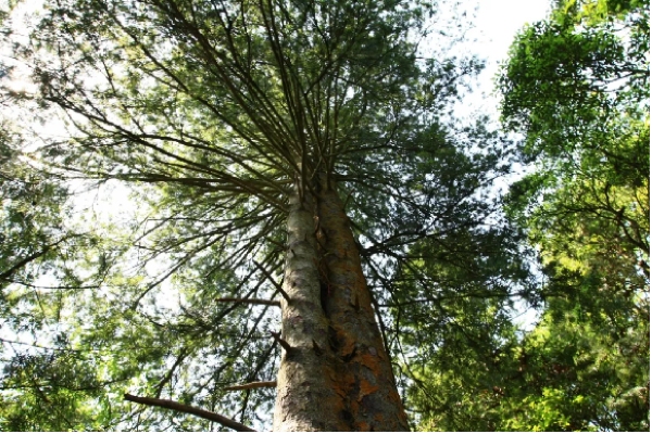 2 國(guó)家I級(jí)保護(hù)植物——銀杉 (陳慶軍 攝)