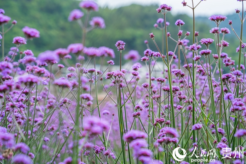 紫色花蕊綻放枝頭。人民網 陽茜攝