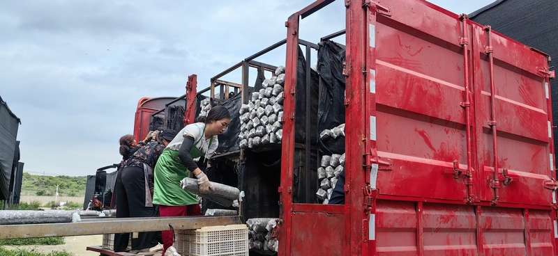 香菇菌棒生產忙。