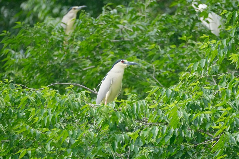 在劍河縣寨章村拍攝的鳥。楊家孟攝