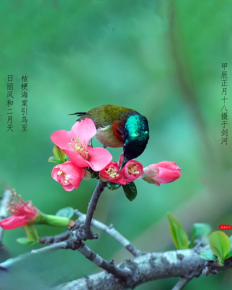 佇立在花中的太陽(yáng)鳥。楊清和攝