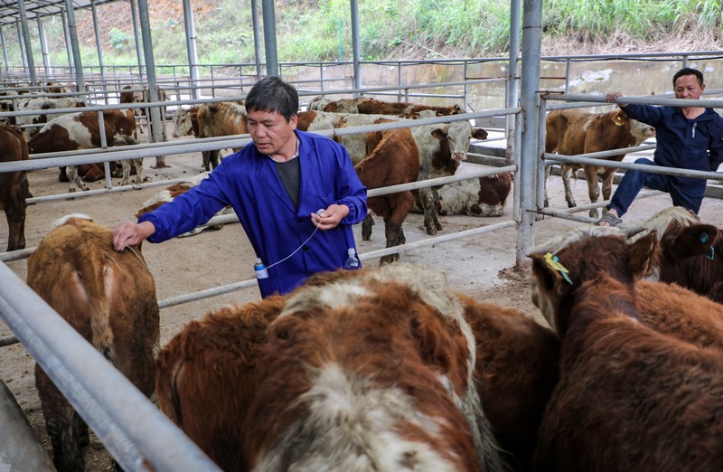 給肉牛打營養針。