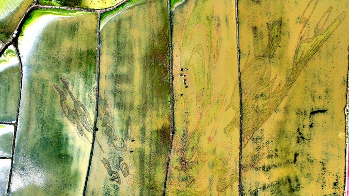 昊禹?稻花鄉里。