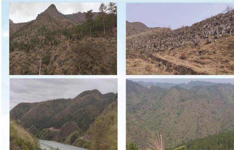 2黃平縣巖門司村退化林修復項目實施前，石漠化嚴重。