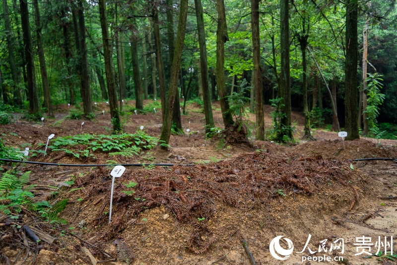 大方縣龍場村林下天麻種植基地一隅。人民網記者 涂敏攝