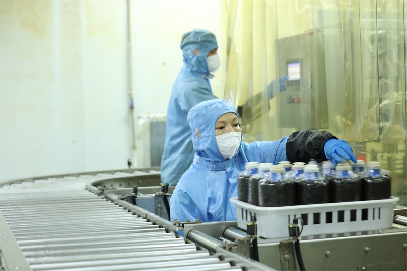 工人操作自動(dòng)接種設(shè)備進(jìn)行菌包接種。