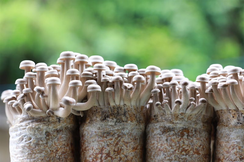 企業培育的鹿茸菇長勢良好。