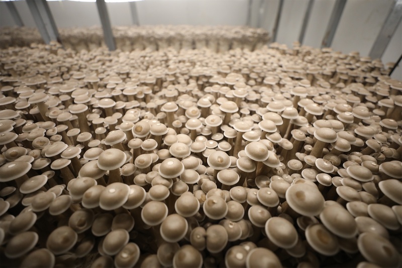 企業培育的鹿茸菇長勢良好。