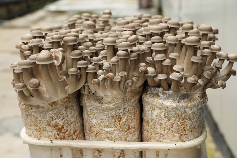 企業培育的鹿茸菇長勢良好。