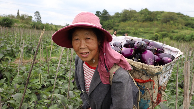 清水村還發(fā)展蔬菜1200畝，建成高標(biāo)準(zhǔn)農(nóng)田300余畝，實(shí)現(xiàn)一年雙季、一季雙收和農(nóng)民增收、農(nóng)業(yè)增效、干群增情的“三增”目標(biāo) 修文縣融媒體中心陶群 攝