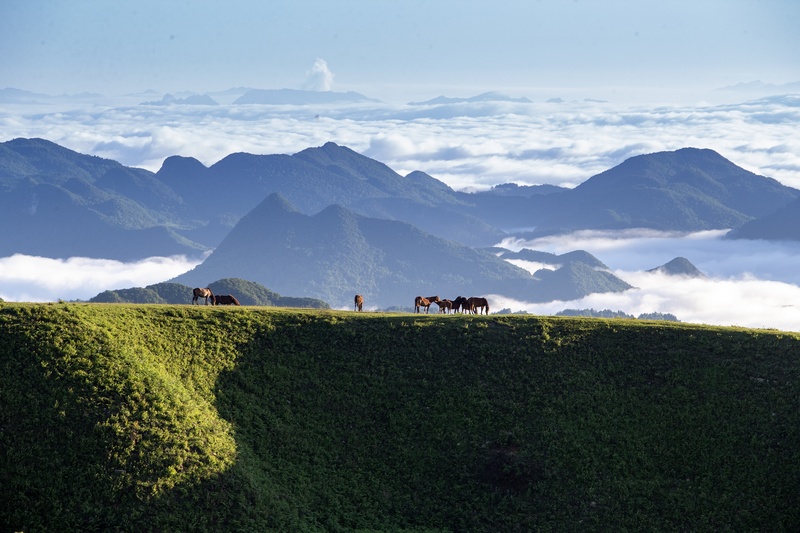 7月2日，牲畜在貴州省畢節市赫章縣阿西里西大草原上覓食。