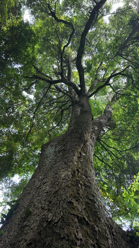 6、雙龍鄉千年紅豆杉