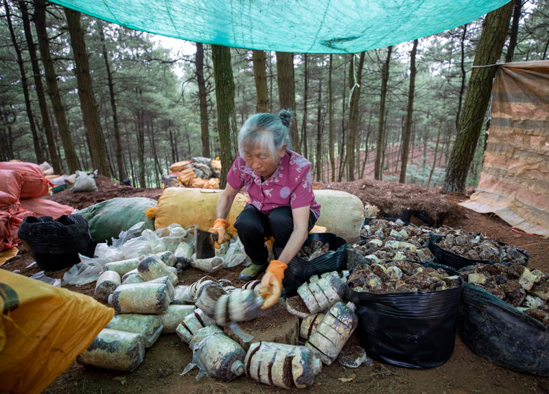 村民分解天麻菌包。李學友攝