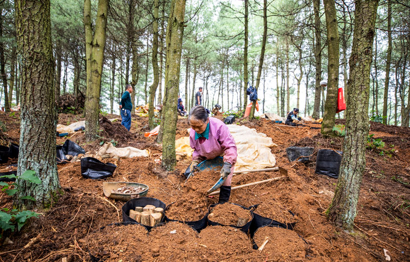 村民天麻基地為培柴覆土。李學(xué)友攝