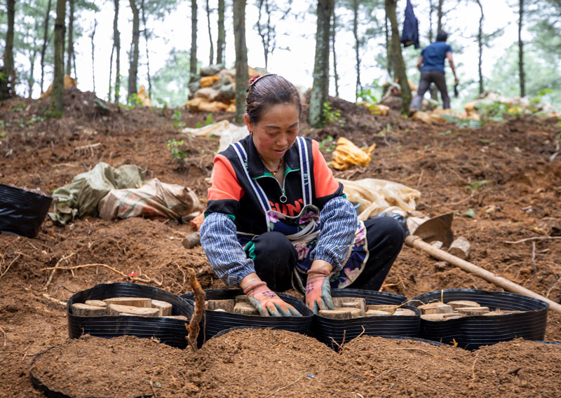 村民在天麻基地培柴。李學(xué)友攝
