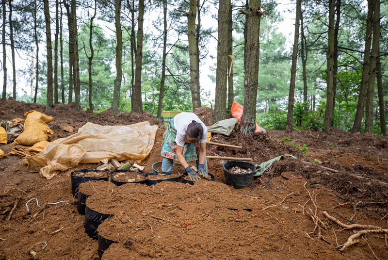 村民在天麻基地培柴。李學友攝