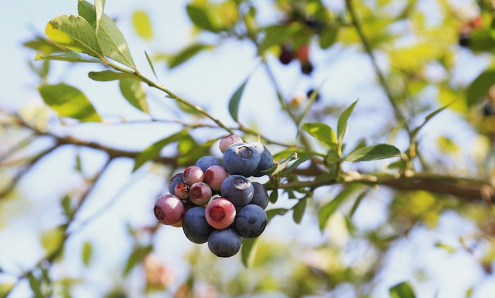 藍莓。