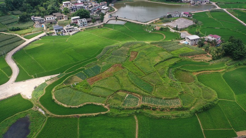 夏日稻田綠意盎然。