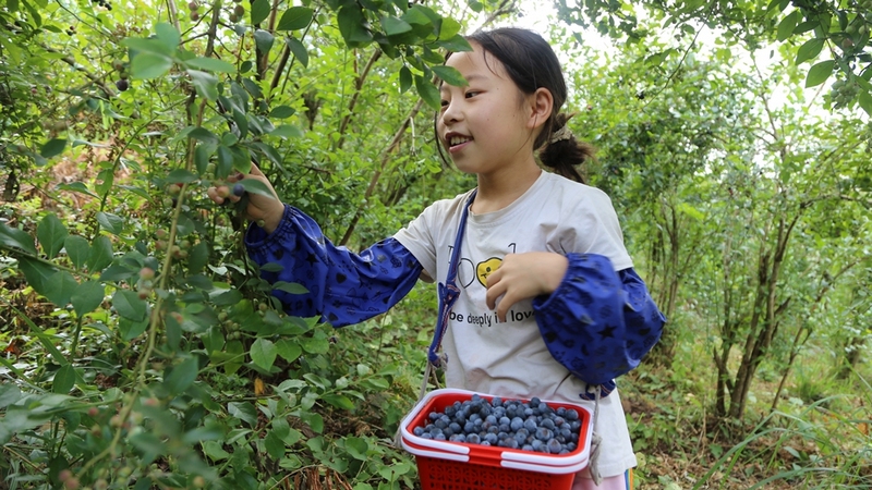 游客們提著籃子,三三兩兩穿梭在藍(lán)莓林里,邊摘邊吃,體驗采摘樂趣 修文縣融媒體中心查姜維 攝