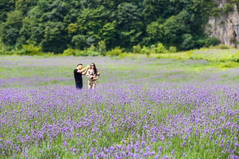 7月21日，游客在貴州省畢節市赫章縣興發鄉中寨村薰衣草花海游玩拍照。