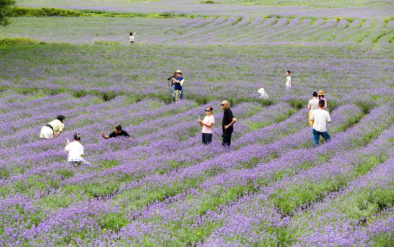 7月21日，游客在貴州省畢節市赫章縣興發鄉中寨村薰衣草花海游玩拍照。