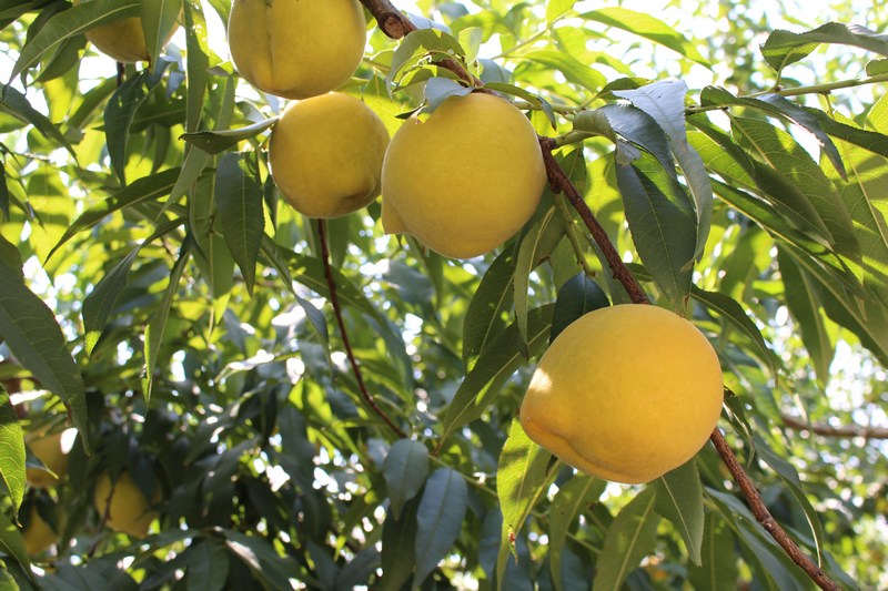 成熟的黃桃色澤鮮艷。