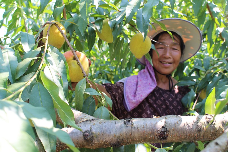 村民們正在采摘黃桃。