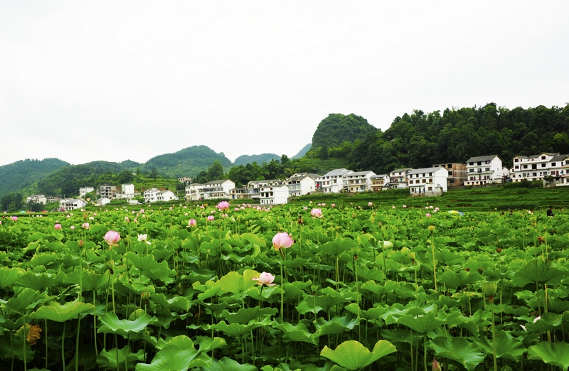 1、千畝荷花開，裝點(diǎn)了鄉(xiāng)村的容顏。駱世明 攝
