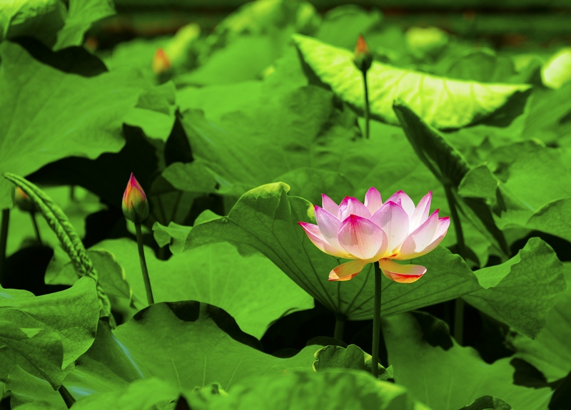 3、競相開放的荷花。駱世明 攝