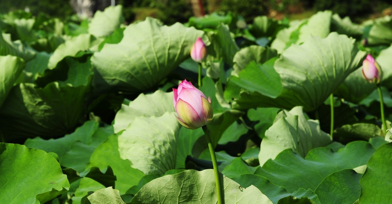 4、含苞待放的荷花。駱世明 攝