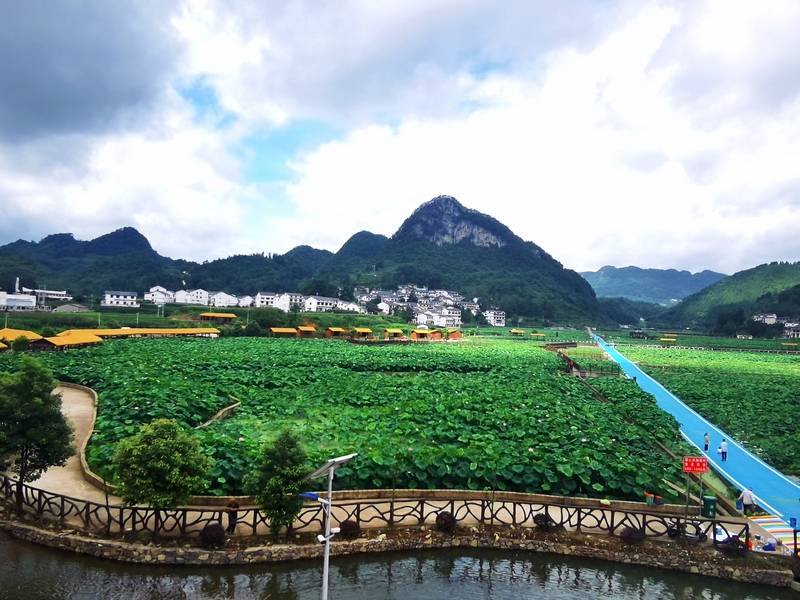 6、荷花盛開，吸引游客前來游玩。駱世明 攝