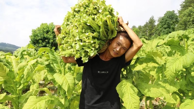 煙農們穿梭于煙地里，忙碌著采摘煙葉 修文縣融媒體中心羅飛雪（實習） 攝