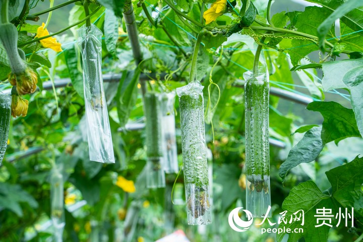 甲樹村蔬菜種植基地內,絲瓜長勢喜人。人民網 陽茜