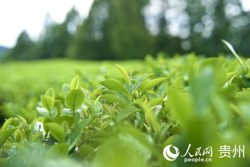 夏秋茶吐新芽。人民網(wǎng) 陽茜攝