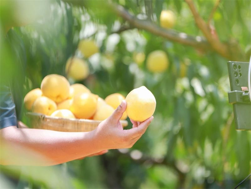 玉屏黃桃。胡攀學攝