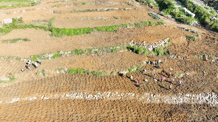 田間地頭農(nóng)事忙。