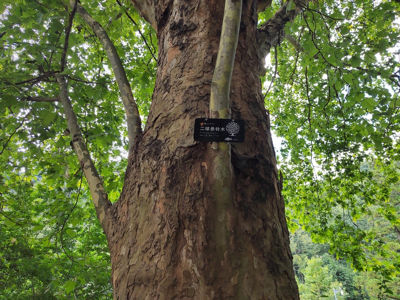 貴陽阿哈湖國家濕地公園的動植物有了“身份卡” 。陳雨倩拍攝 (5)