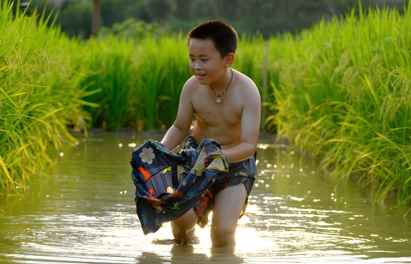 3 小朋友在稻田抓魚。李珊珊  攝