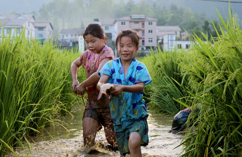 4 圖為小朋友在稻田抓魚。 潘婭 攝