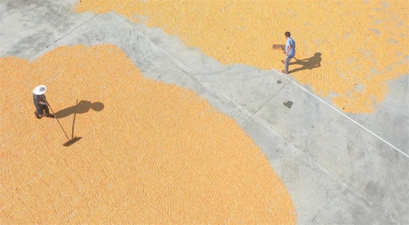 玉米豐收“曬秋”忙。