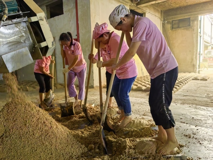 制曲車間工人忙著制曲。仁懷市融媒體中心供圖