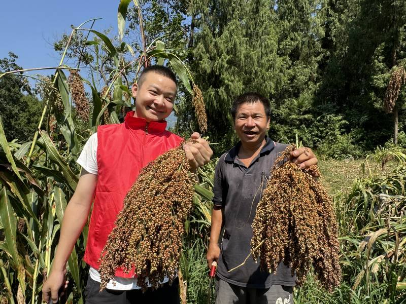 5龍井鎮1.1萬余畝高粱喜豐收。仁懷市融媒體中心供圖.jpg