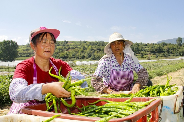 務工群眾在把剛采收的辣椒打包裝袋。