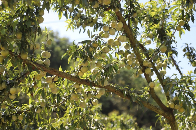 逐漸成熟的李子 修文縣大石布依族鄉黃春蘭 攝