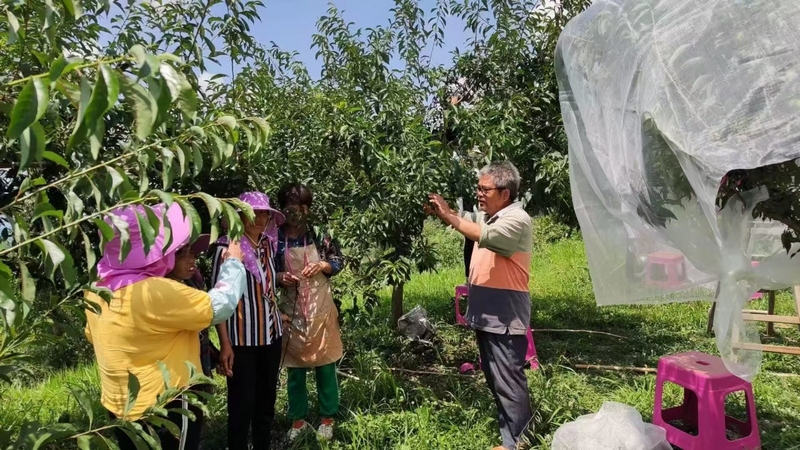 果農正踱步在園內打理事務,為9月中旬即將開園迎客做準備 修文縣大石布依族鄉黃春蘭 攝