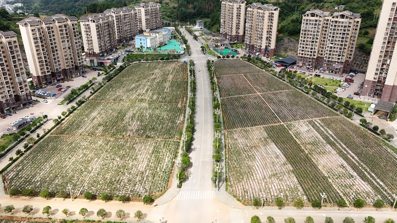 劍河縣幸福社區(qū)心愁菜園迎來(lái)豐收