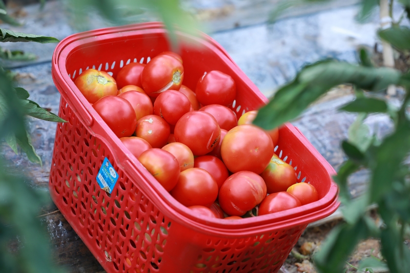 劍河縣幸福社區(qū)心愁菜園里成熟的番茄 (2)