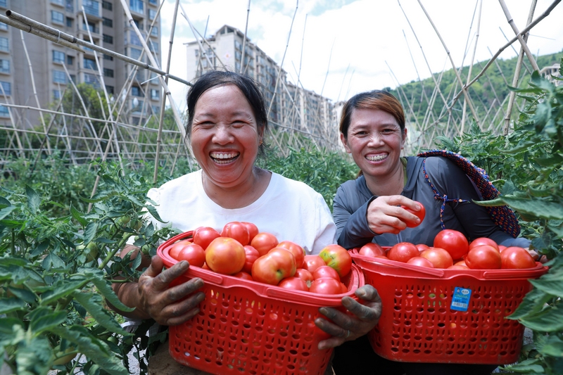 劍河縣幸福社區(qū)居民正在采摘番茄 (3)