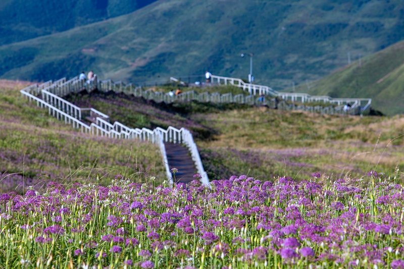 8月24日，游客在貴州省畢節(jié)市赫章縣阿西里西·韭菜坪景區(qū)游玩。