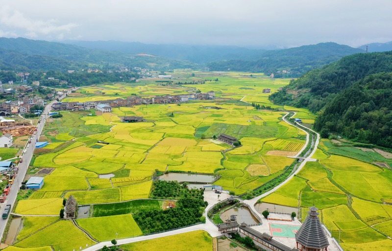 劍河縣南明大壩連片稻田航拍。